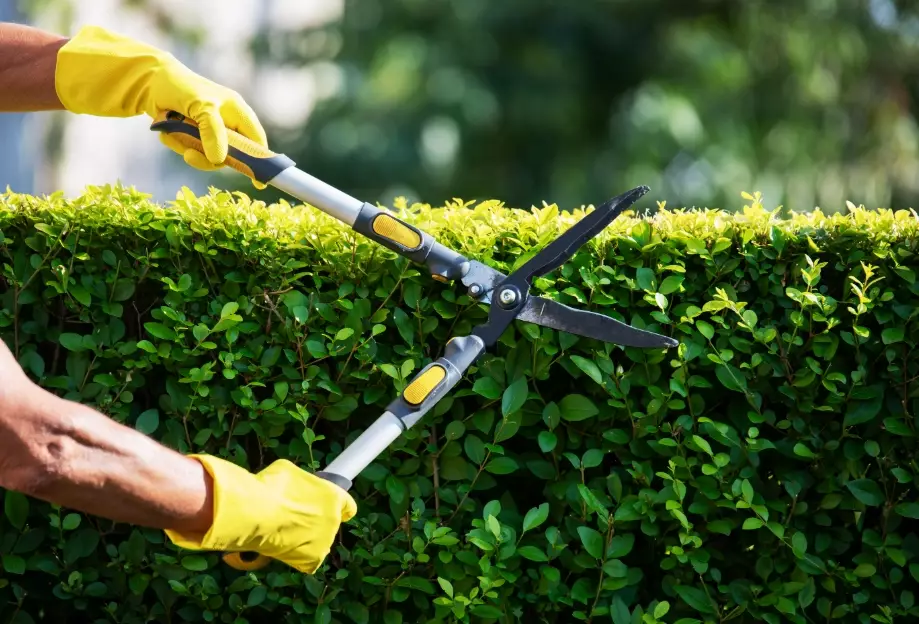 plant pruning techniques
