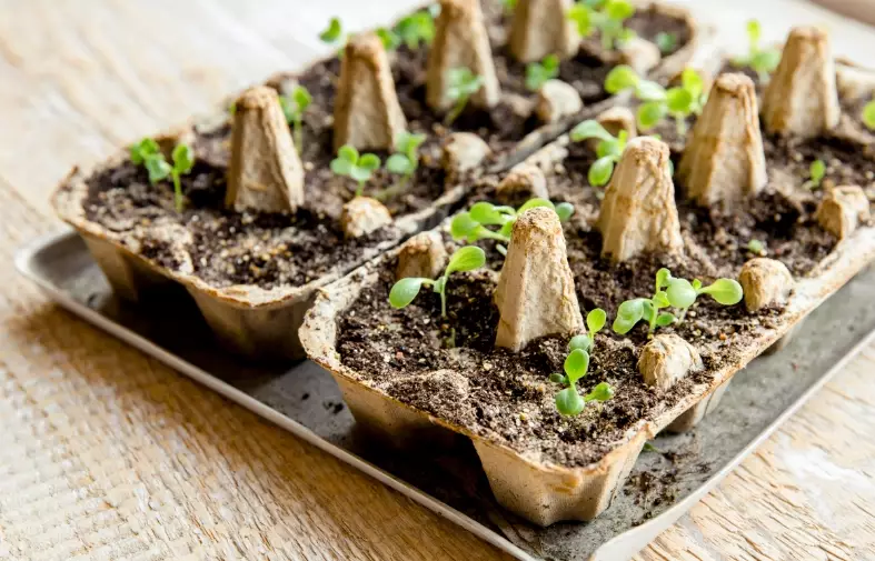 seed starting for beginners seed starting for beginners