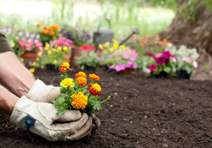 soil preparation for flowers