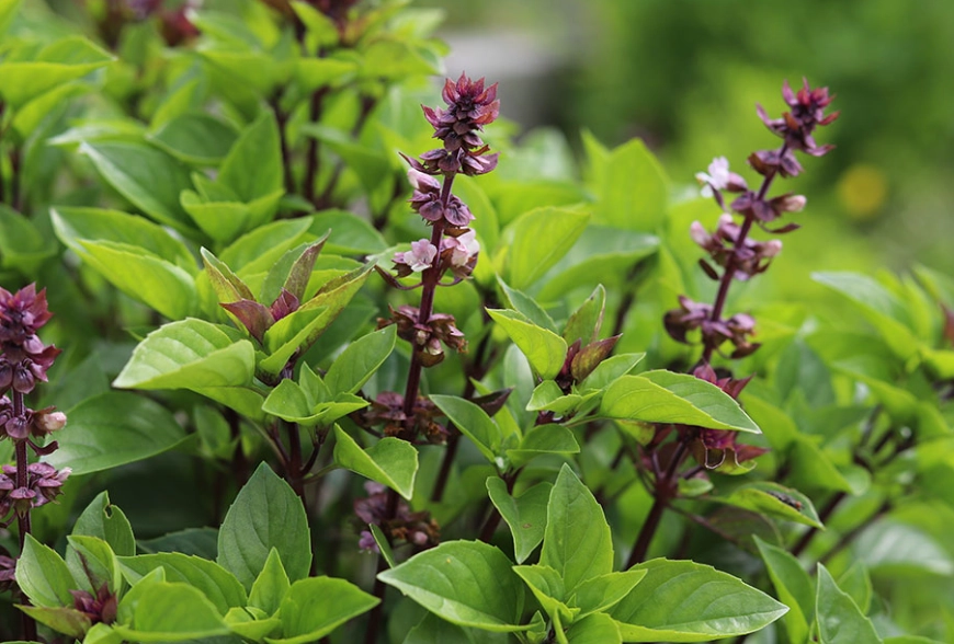 basil plant problems