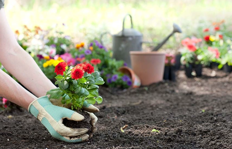 flower planting for beginners