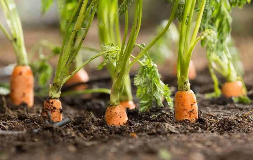 carrot gardening tips