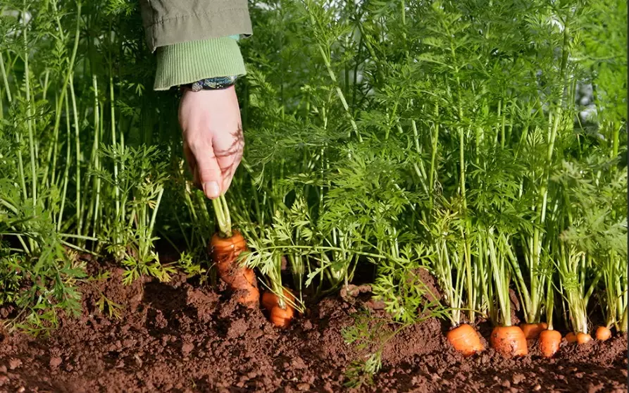 growing carrots in containers