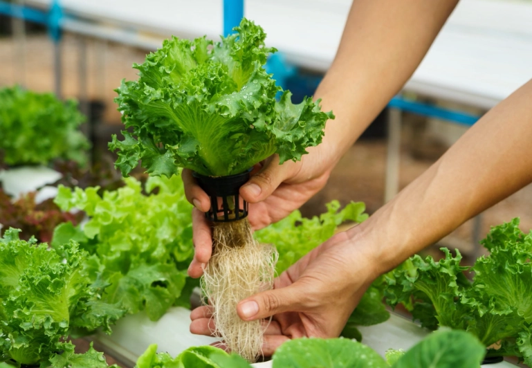 how to start hydroponics