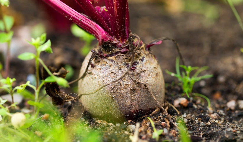 beet growing guide