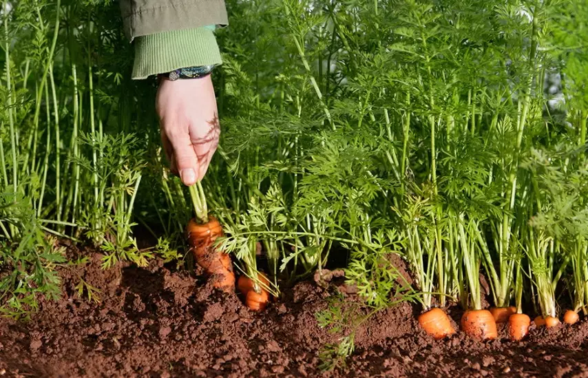 carrot gardening tips