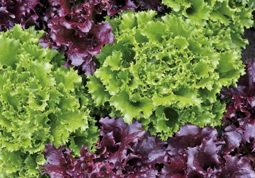 growing leaf lettuce