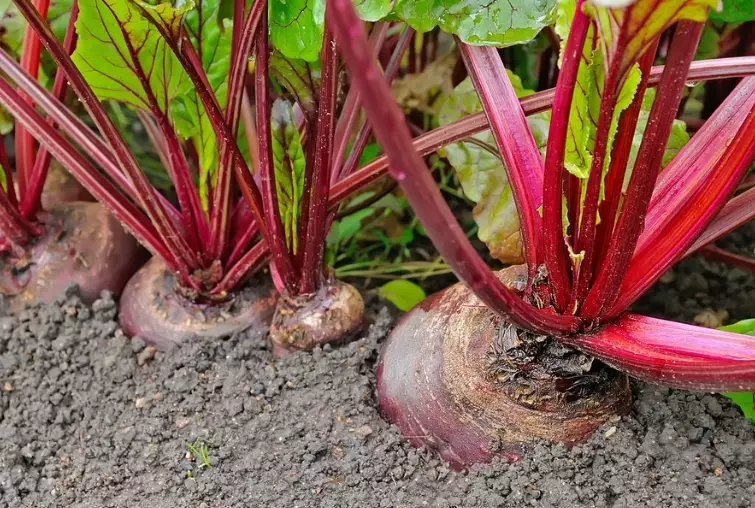beet growing guide