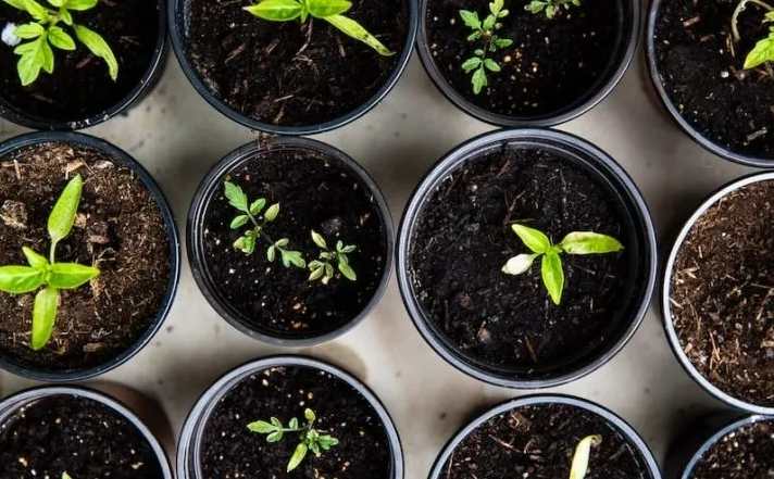starting seeds indoors starting seeds indoors