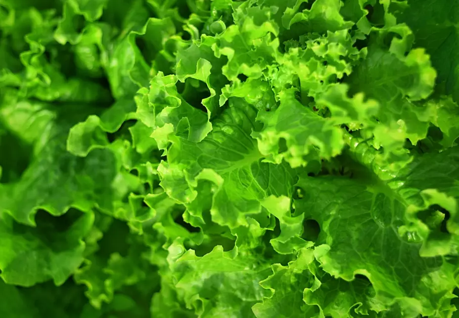 growing leaf lettuce