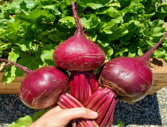 how to grow beets from seed