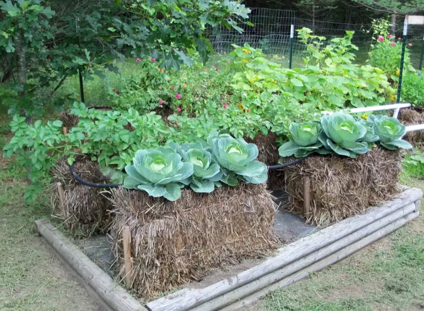 straw bale garden