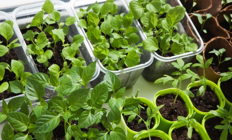 seed starting for beginners seed starting for beginners