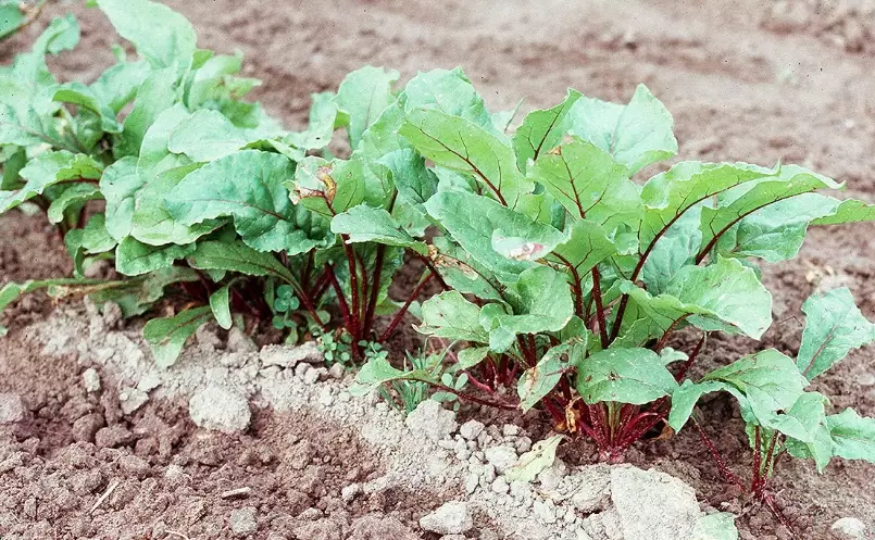 when to plant beets