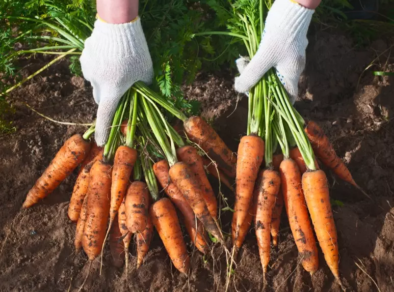 carrot companion plants
