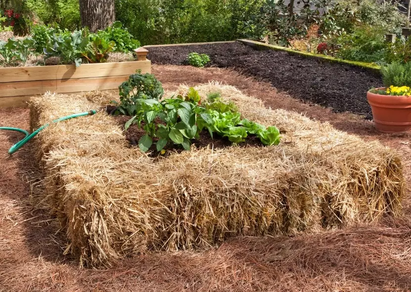 how to start a straw bale garden
