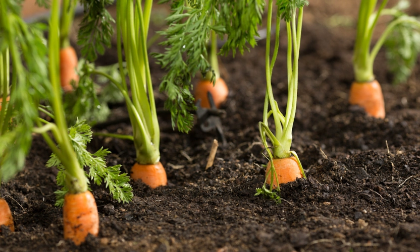 carrot companion plants