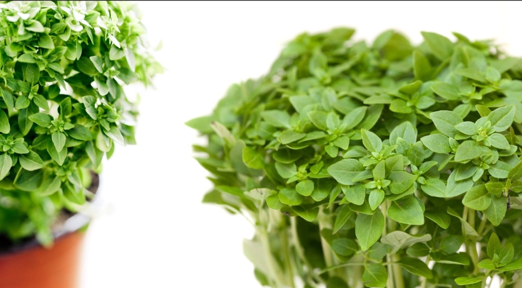 basil plant problems