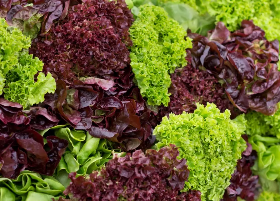 leaf lettuce varieties