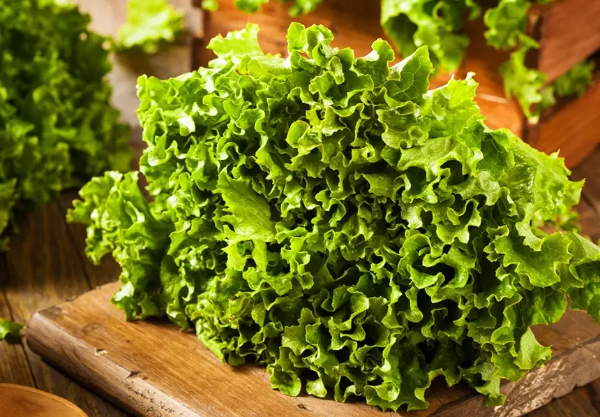 leaf lettuce varieties
