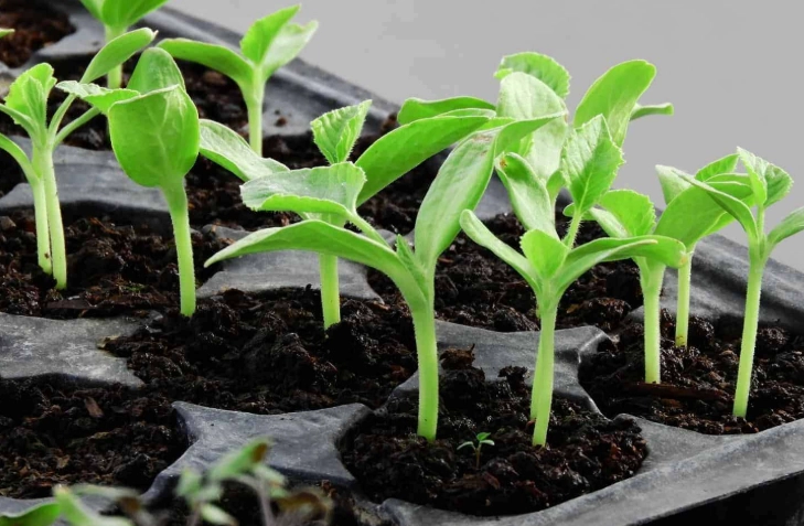 starting seeds indoors starting seeds indoors