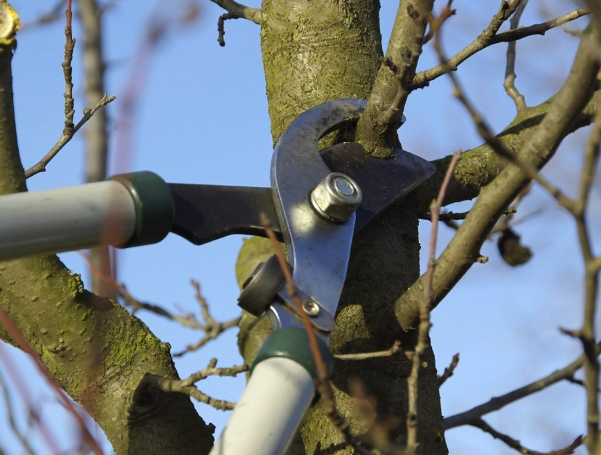 how to prune properly