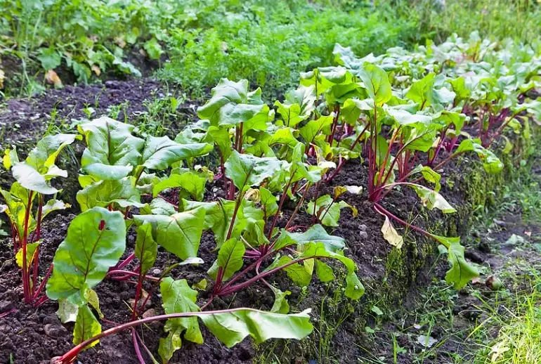 how to grow beets from seed