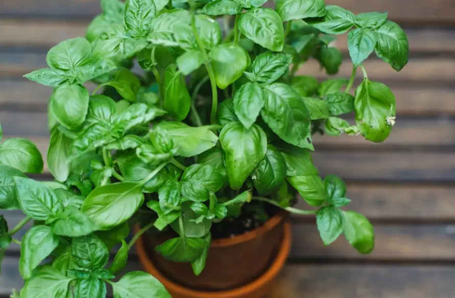 how to grow basil