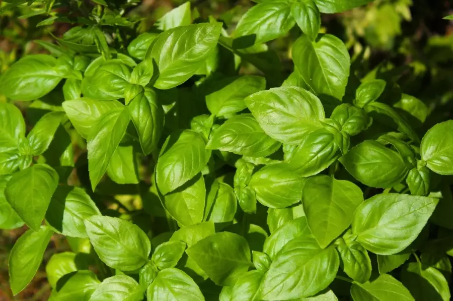 basil plant problems