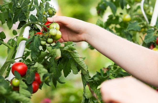 how to tell when tomatoes are ripe