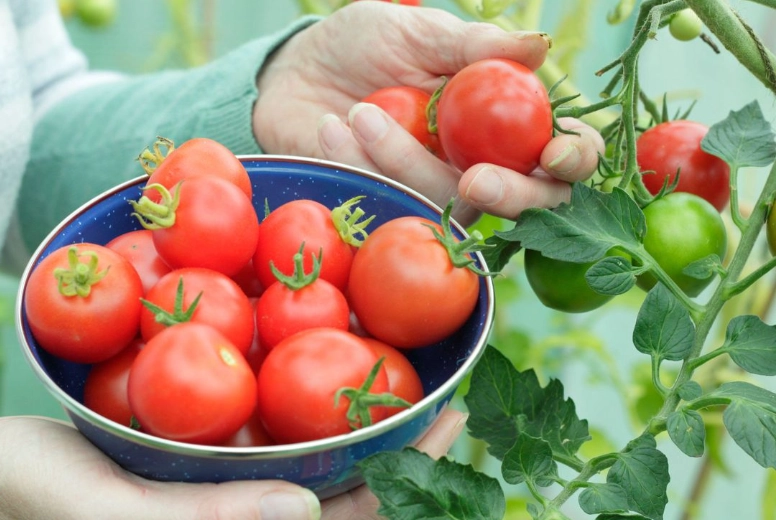 how to tell when tomatoes are ripe