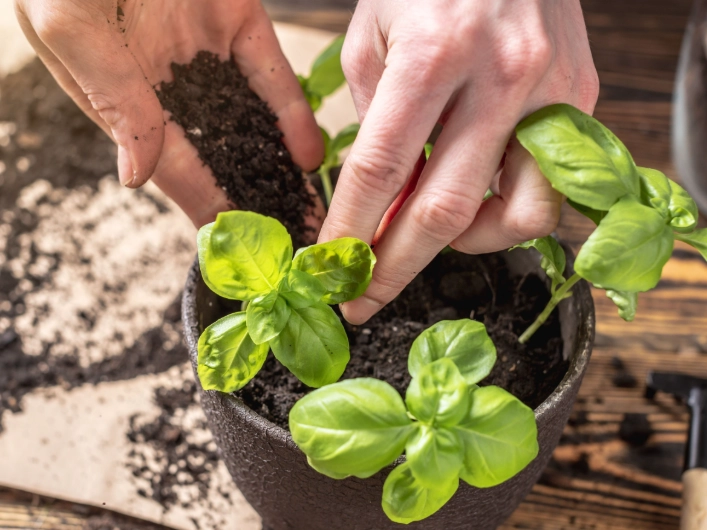 how to care for a basil plant how to care for a basil plant