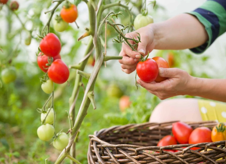 when to harvest tomatoes