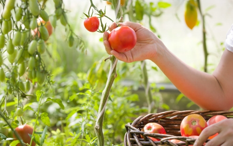 tomatoes when to pick