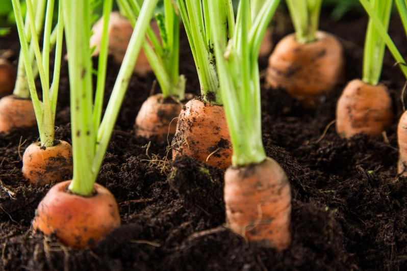 carrot growing tips