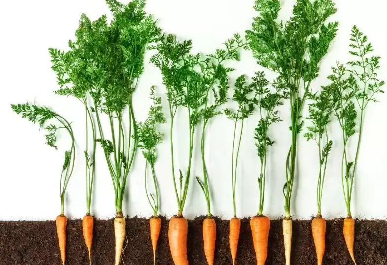 growing carrots