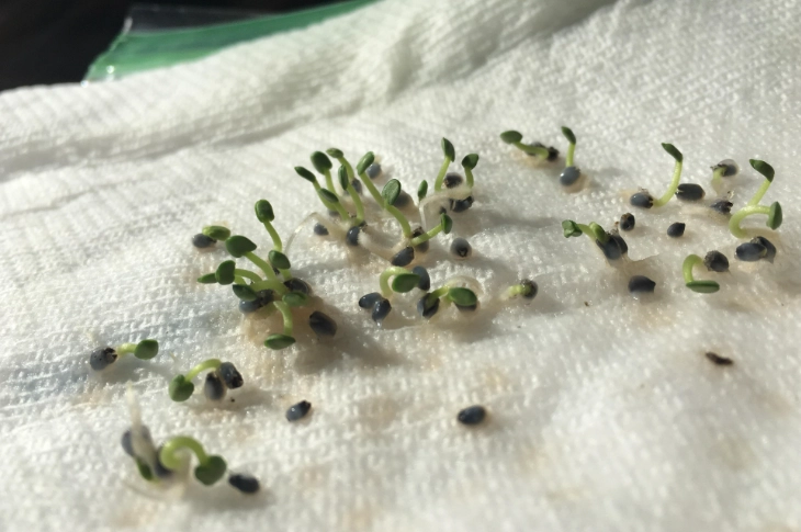 growing basil indoors growing basil indoors