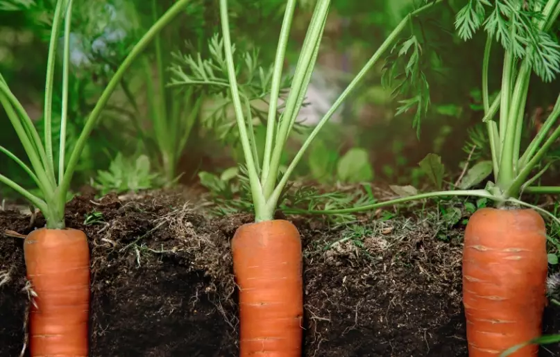 growing carrots