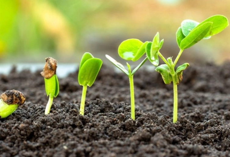 seed germination