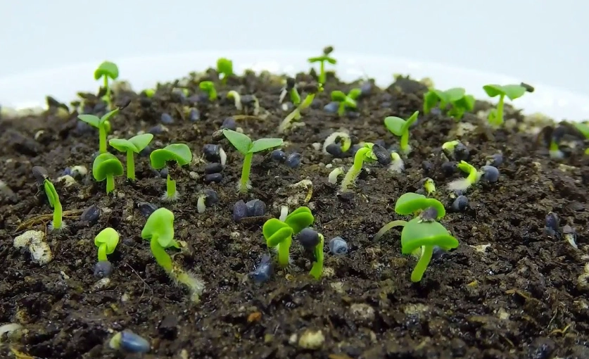 basil plant care tips basil plant care tips