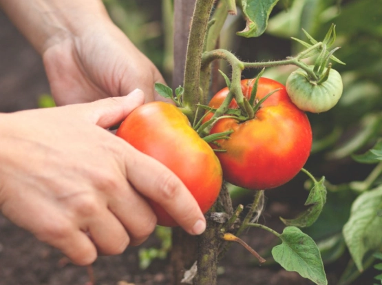when to harvest tomatoes