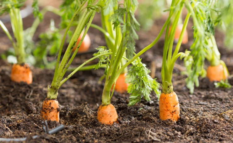 when to plant carrots