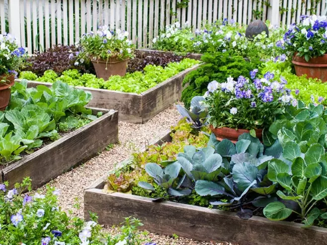 raised garden beds