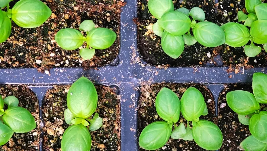 how to care for a basil plant how to care for a basil plant