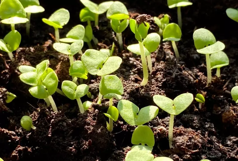 growing basil indoors growing basil indoors