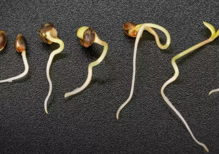 how to germinate seeds