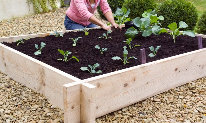 raised bed gardening