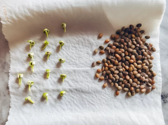 how to germinate seeds