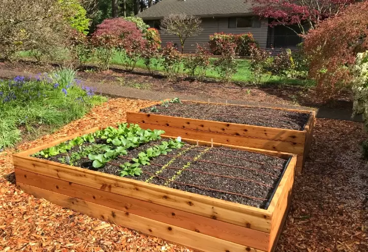raised vegetable beds