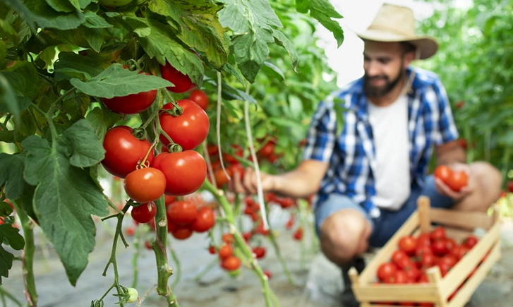 tomatoes when to pick